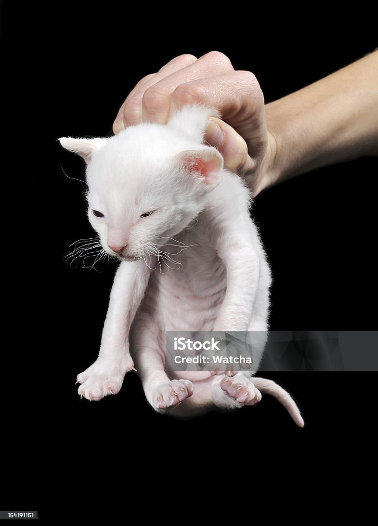 Mano agarrando mascota por Scruff de su cuello - Foto de stock de Animal libre de derechos