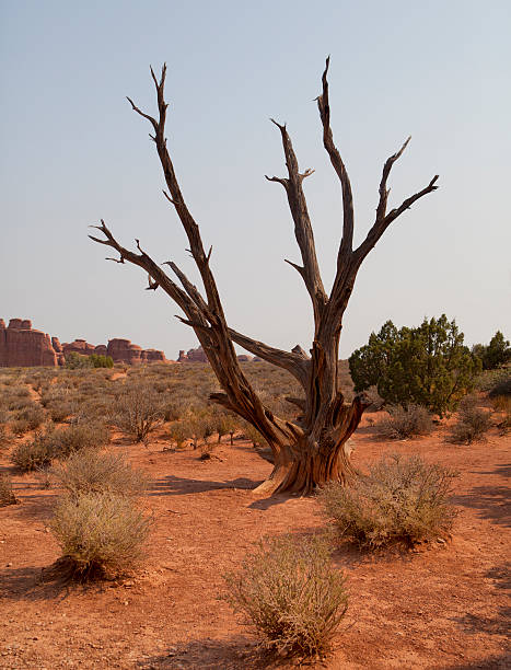 Árbol del desierto - foto de stock