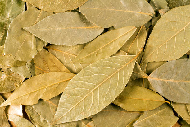 istock The texture of dry bay leaves. 1541913543