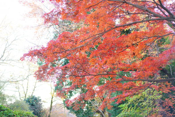 istock Autumn leaves in the garden 1541918154