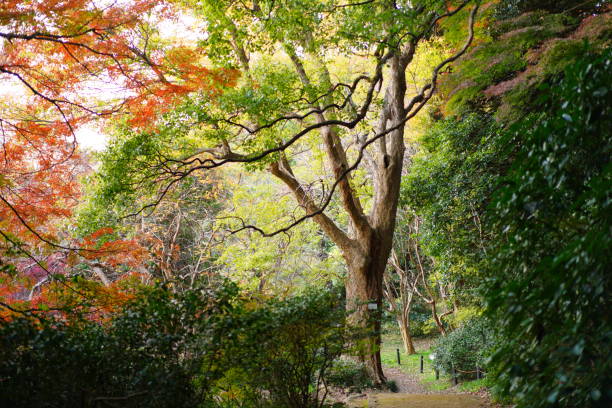 istock Autumn leaves in the garden 1541918200