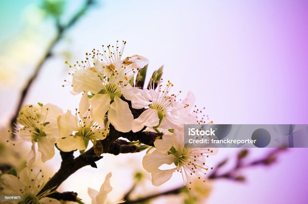 Damasco cerezos en flor flores silvestres de primavera - Foto de stock de Cabeza de flor libre de derechos