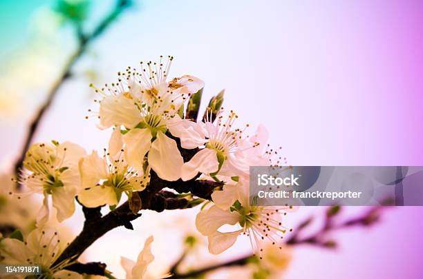 Damasco Cerezos En Flor Flores Silvestres De Primavera Foto de stock y más banco de imágenes de Cabeza de flor