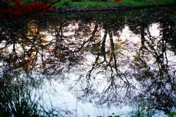 istock Autumn leaves in the garden 1541920251