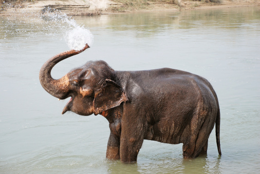 Elephant splashing with water while taking a bath in Chitwan National park, Nepal