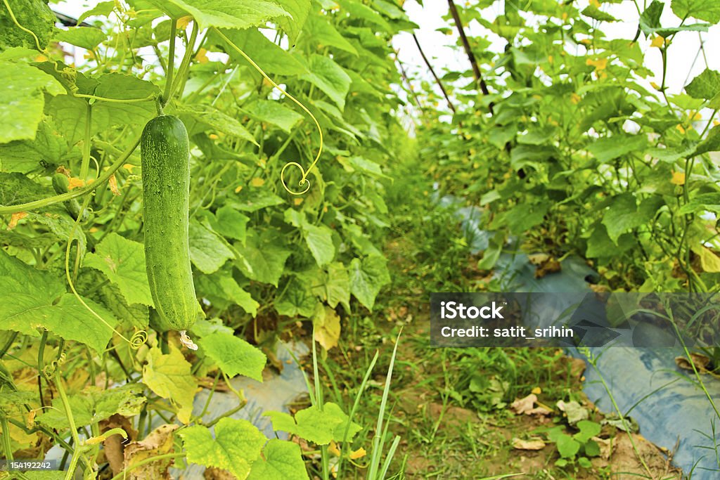 Pepino en el árbol en el jardín - Foto de stock de Agricultura libre de derechos