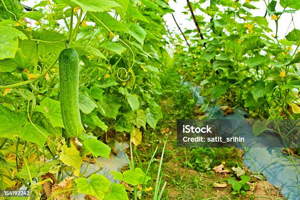 Pepino En El Árbol En El Jardín Foto de stock y más banco de imágenes de Agricultura - Agricultura, Alimento, Comida vegetariana