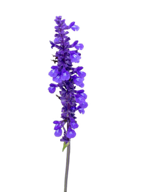 istock Isolated blue salvia flower on white background. 1541936272
