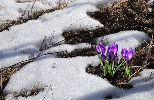 First spring flowers. Nature scene with blooming purple crocus flower covered snow, macro. Natural anomaly weather. Nature surprises