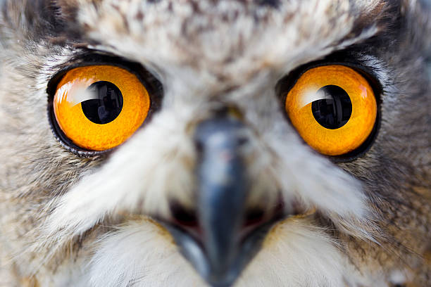 detail augen der eagle owl - tierisches auge stock-fotos und bilder