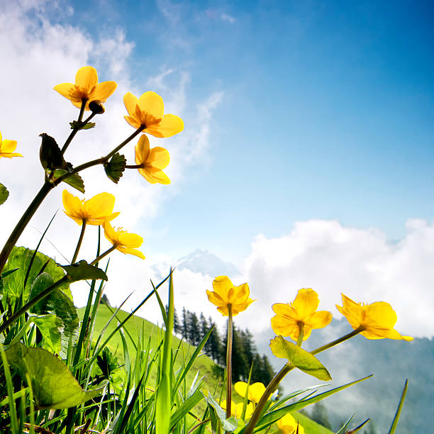 Tree marigold, Mexican tournesol, Mexican sunflower, Japanese sunflower on the hill