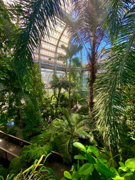 istock Inside view of a conservatory showing beautiful tropical foliage 1541946798