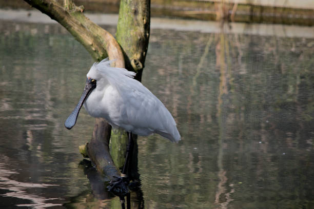 istock the royal spoonbill is a large white bird with its bill looking like a spoon 1541956031