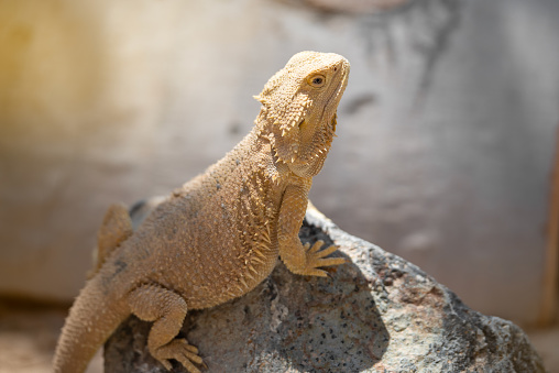 Close up portrait of a Bearded Dragon (Pogona vitticeps) on a sunny summer day. Fuerteventura, Canary Islands, Spain.