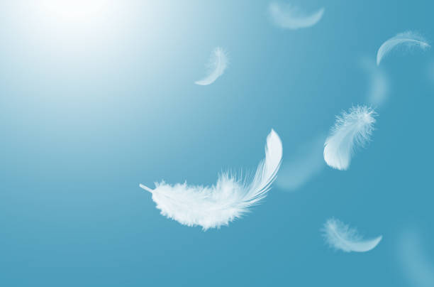 istock Abstract White Bird Feathers Falling in The Sky. Feathers Floating in Heavenly. 1541957629