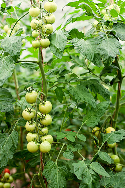 Green tomatoes in greenhouse stock photo