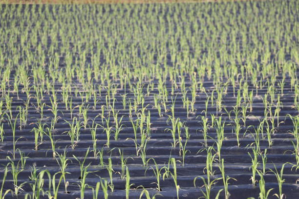 crops near pyeongchang, gangwon province. - antioxidant medicine closed close to imagens e fotografias de stock