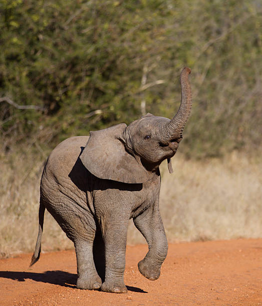 Baby elephant playing around with his trunk in the air.
