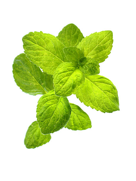 istock Organic Mentha Spicata 154199580