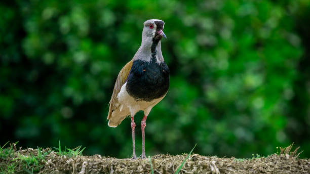 istock Queltehue or southern lapwing with spurs 1541998452