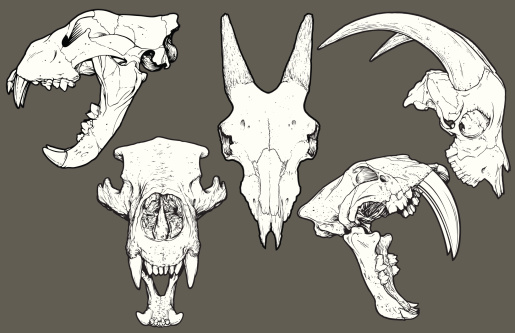 Isolated black and white vector animal skull collection: Mammal Collection 1. Top row: Lion profile, Goat (front view), Goat (profile view). Bottom row: Polar Bear and Saber Tooth Tiger. Each skull has been grouped.