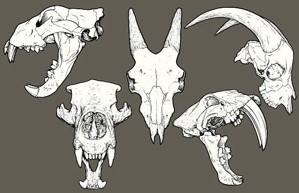 Vector illustration of Vector Animal Skull Pack: Lion, Goat, Bear, Saber Tooth