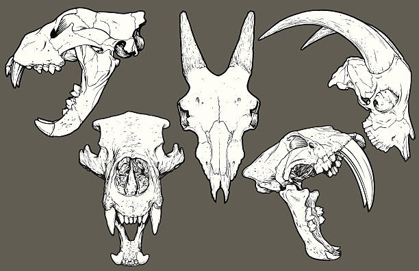 vector animal skull pack: lion, goat, bear, saber tooth - 動物頭骨 幅插畫檔、美工圖案、卡通及圖標