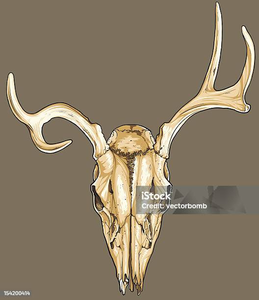 Ilustración de Ciervo Vector Cráneo y más Vectores Libres de Derechos de Agrietado - Agrietado, Animal, Asta