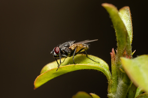 A macro photography of a common fruit fly standing on top of a leaf rubbing its frontal feet