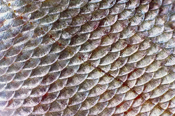 Macro shot of roach fish skin, natural texture. Close-up background.