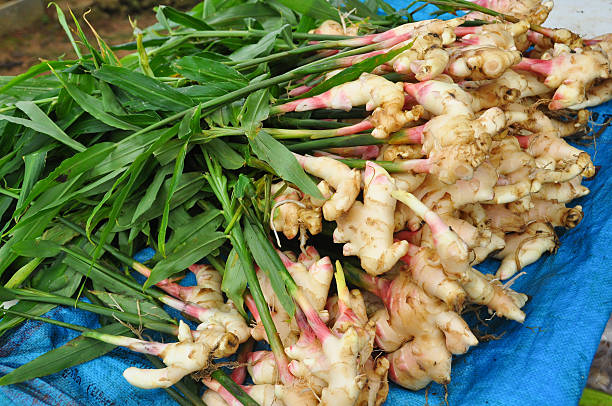 background with lots of ginger roots