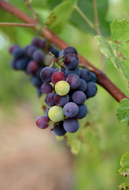 Grapes stock photo