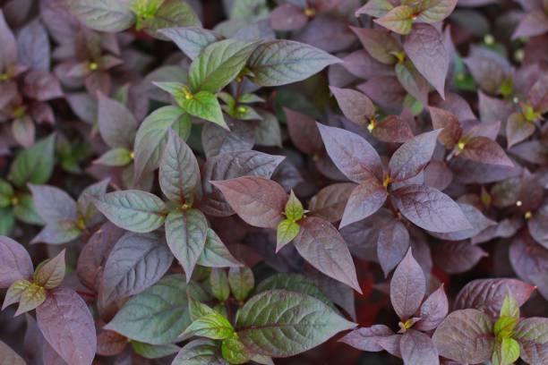 istock Alternanthera dentata grown in the garden. 1542022143