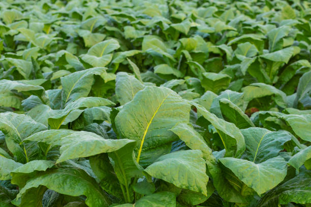 istock Tobacco leaves in field at sunset backlit. 1542024566