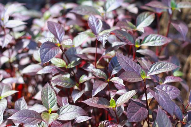 istock Alternanthera dentata grown in the garden. 1542026668