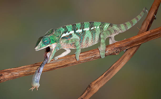 istock Chameleon tongue on cricket 154202687
