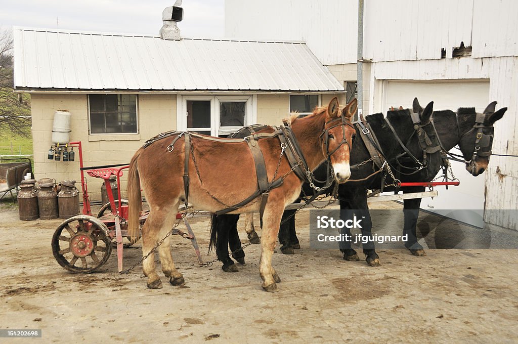 Amisze muły - Zbiór zdjęć royalty-free (Amisze)