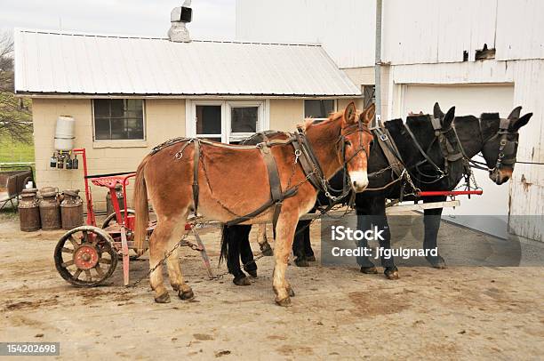 Amisze Muły - zdjęcia stockowe i więcej obrazów Amisze - Amisze, Bez ludzi, Fotografika