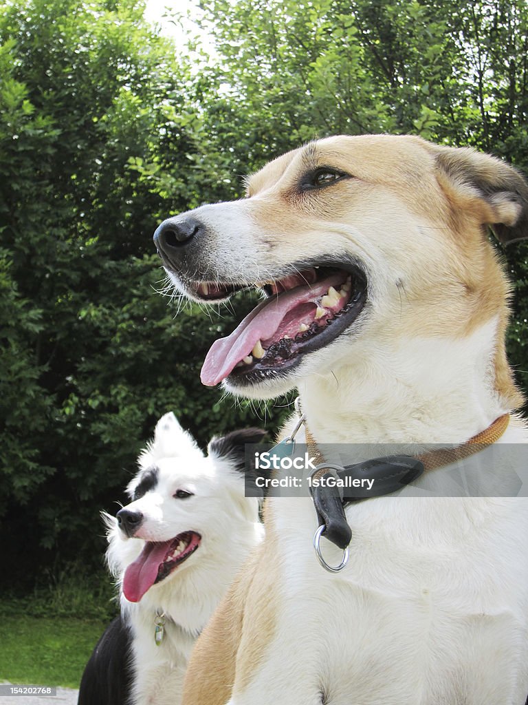 Dois feliz sentado cães no parque - Royalty-free Ao Ar Livre Foto de stock