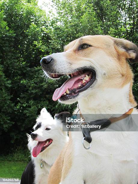 Dois Feliz Sentado Cães No Parque - Fotografias de stock e mais imagens de Ao Ar Livre - Ao Ar Livre, Boca de animal, Branco