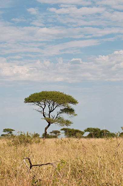 istock Acacia Tree in South Africa 154203452