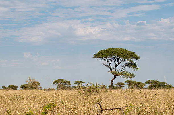 istock Acacia Tree in South Africa 154203454