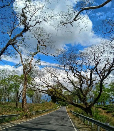 This a beoutyful road. Where there are many trees and a beautiful sky