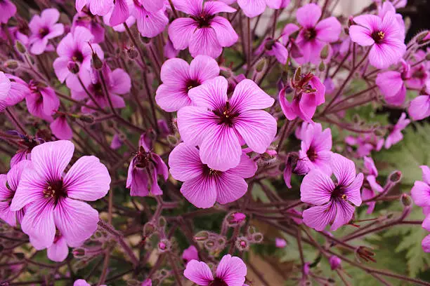 Cluster of exotic geranium flower heads.