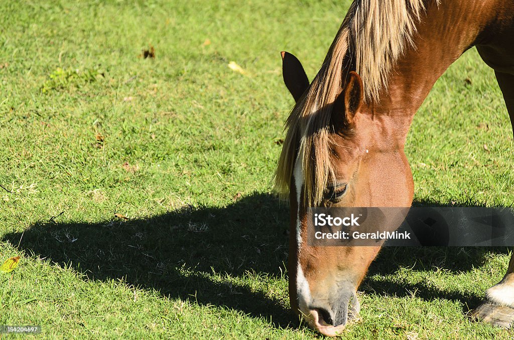 Cavalli mangiare erba - Foto stock royalty-free di Ambientazione esterna