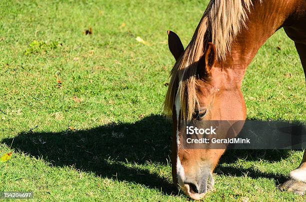 Cavalli Mangiare Erba - Fotografie stock e altre immagini di Ambientazione esterna - Ambientazione esterna, Animale, Cavallo - Equino