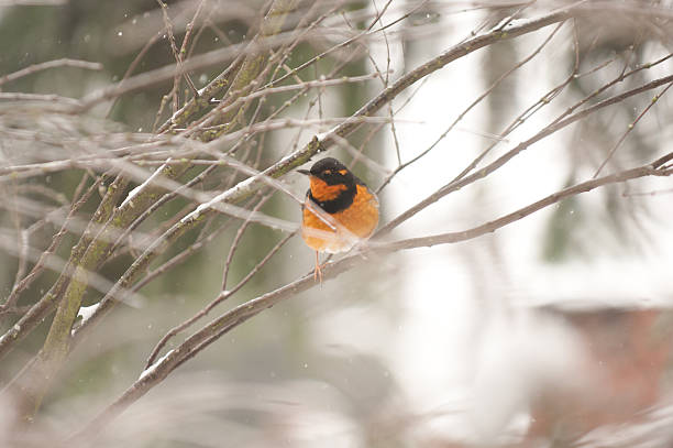 istock Varied Thrush bird in snow on branch 154204757