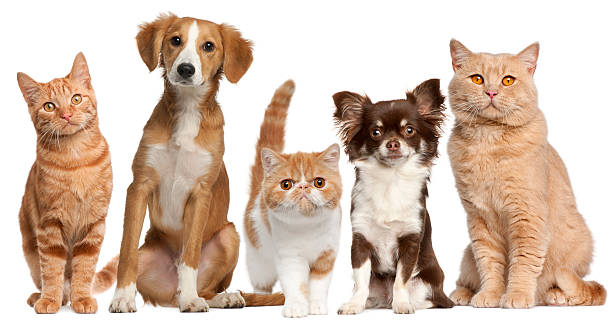 istock Group of cats and dogs 154204966