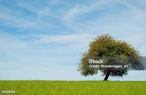 Красивые Apple Дерево На Зелёный Луг — стоковые фотографии и другие картинки Австрия - Австрия, Верхняя Австрия, Весна
