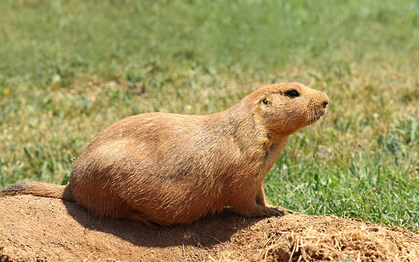 Black-tailed prairie dog stock photo